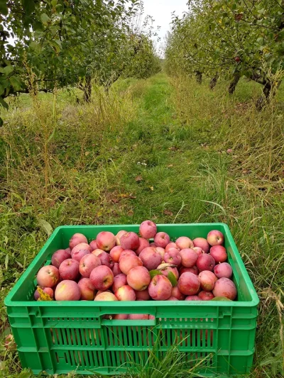 walerr - Wczoraj narwałem jabłek 600 kg :) Stara odmiana Malinówka, super smak. Dzisi...