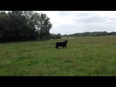 starnak - @Marcim: Cow enjoying her freedom