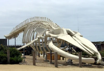 naydah - albo kręgosłup w szkielecie wieloryba