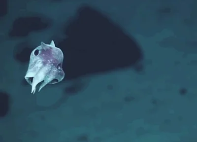 irytacjaniebosklonu - Jeden z nieznanych głębinowych organizmów odkrytych w pobliżu P...
