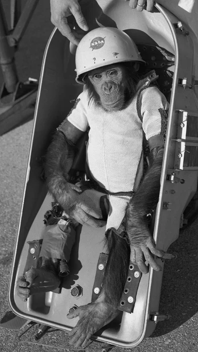TetraHydroCanabinol - 1961, Floryda, Przylądek Canaveral, nieco sceptyczny szympans H...