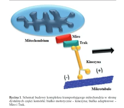 bioslawek - Mechanizmy transportu i dystrybucji mitochondriów w komórce

http://www...