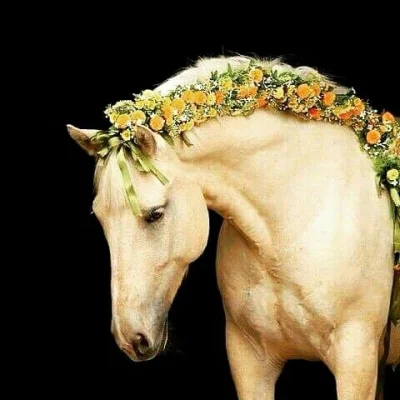l-da - #konie #zwierzęta #natura #zdjęcia #fotografie