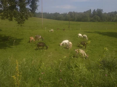 estetka - Pracoholizm u przedszkolanki jest wtedy, gdy pod prysznicem zaczyna śpiewać...