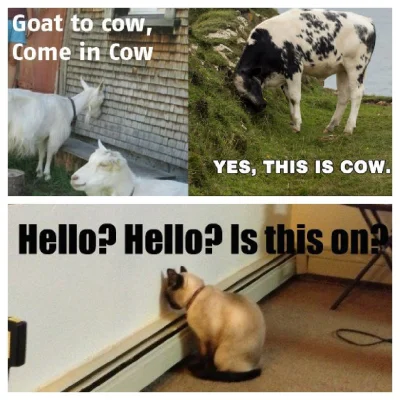 k.....5 - Yo, cow here, is this cat?



#koty #kot #cotenkotrobi