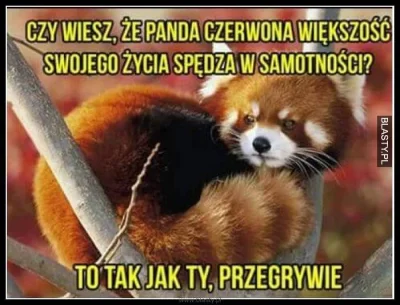 Neovenator - @GwaltowneWypaczenieCzasoprzestrzeni Zwykła panda ruda, bo powód jest