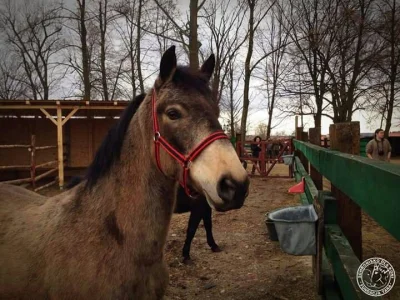 Howea - Oto konik uratowany dzisiaj przed rzeźnią. Miał być sprzedany handlarzom na T...