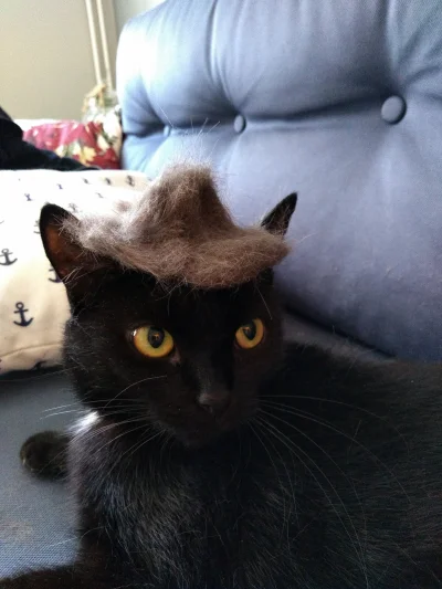 mokrysenpolonisty - @kokosowykot Nie mam kokosa ani borsuka, ale mam kota w kapelusik...