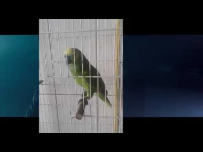 dawid110d - Wszystkie rączki w górę i śpiewamy! (｡◕‿‿◕｡)

#parrot #eminem #heheszki...