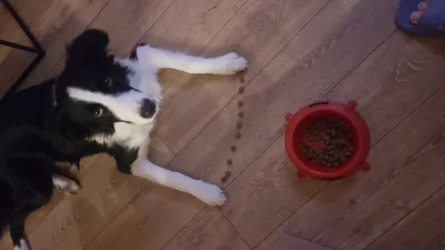 Aggressiv - Dzień dobry,
Jeden plusik, jeden chrupek. 

#heheszki #bordercollie #p...