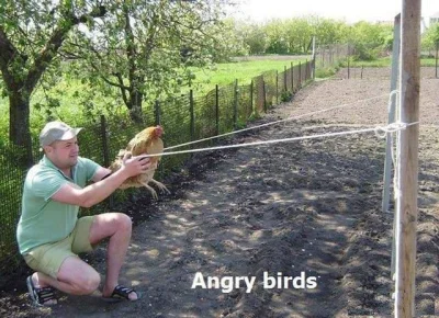 t.....t - #angrybirds #kura #proca