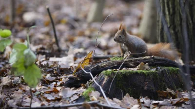 sedros - Zdjęcie zrobione dziś podczas spaceru w Lasku Lindego.

#fotografia #mojez...