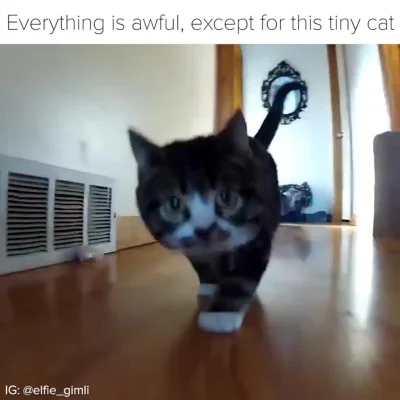 Koleandra - @algorytm7007: Proszę, kotek-miniaturka :)