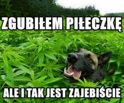 V.....r - :D

#heheszki #humorobrazkowy #smiesznypiesek