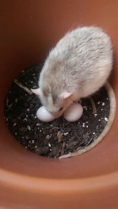 sesh_ - mirko pomusz! szczury (dwa samce) złożyły mi jaja :( nie stać mnie na ich wyc...