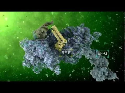 bioslawek - Translacja

#biologia #biologiamolekularna #biotechnologia #nauka #film...