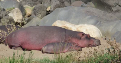 Bogdan191 - Ciekawostka - hipopotamy pocą się na czerwono ʕ•ᴥ•ʔ Źródło

#ciekawostk...