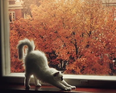 paatrys - #koty #ladnykot #jesien