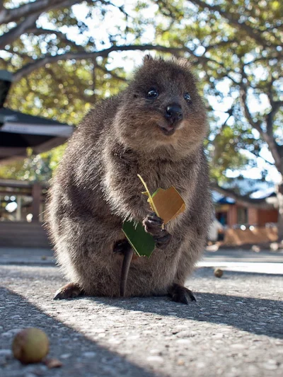 aloszkaniechbedzie - #quokkanadzis

Jesień, jesień... złote liście spadają z drzew....