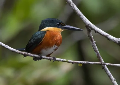 angelosodano - Rybaczek mały (Chloroceryle aenea)_
#vaticanouccello #ptaki #wikipedi...