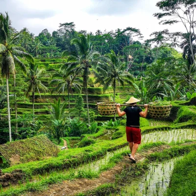 slooo - jebłem wszystko i poleciałem zbierać ryż na Bali ;)
#podroze #podrozujzwykop...