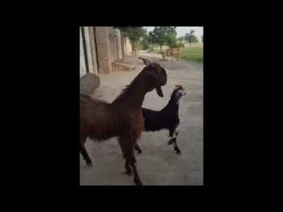 starnak - @cebula85: Goats Dancing to Jungle Boogie( ͡° ͜ʖ ͡°)