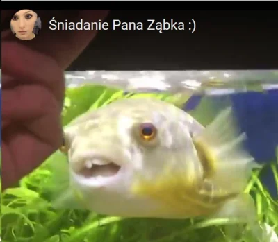 apo - Ta rybka nadaje się na memy [:
