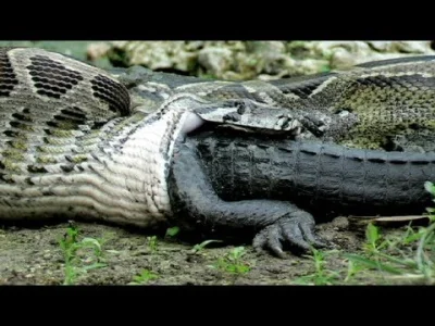Pro-Xts - @morm: Znalazłem za Ciebie. Masz rację aligator zjadany żywcem. 

Cyt wła...