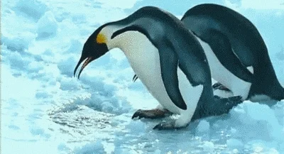 Matipiotr - 2 pingwiny 1 dziura #natureporn #smiesznypiesek