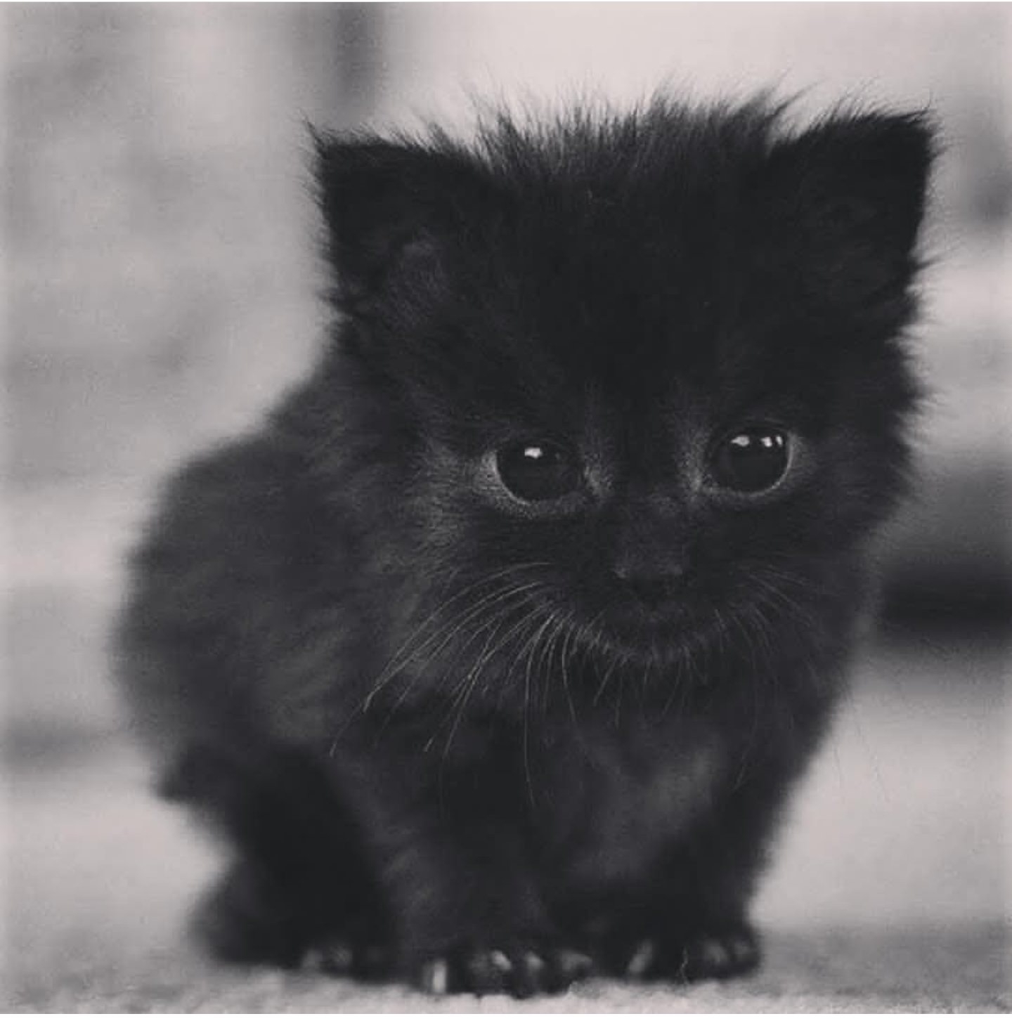 фото самого маленького котенка