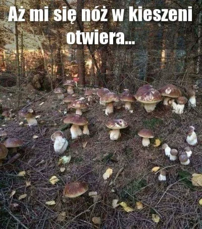 H.....e - #heheszki #humorobrazkowy #grzyby