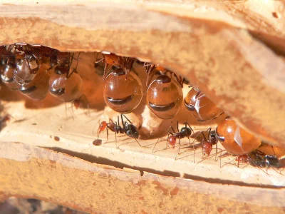 A.....o - Co do mrówek to dali bardzo zły przykład. Tak napchane odwłoki może mieć wi...