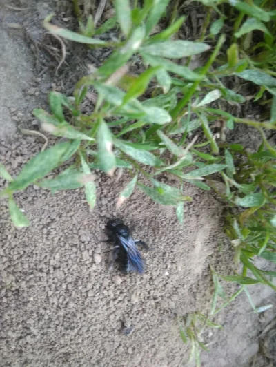 AdekJadek - Czy to jest czarna pszczoła? Okolice jednego ze stanowisk w ktorych je w ...