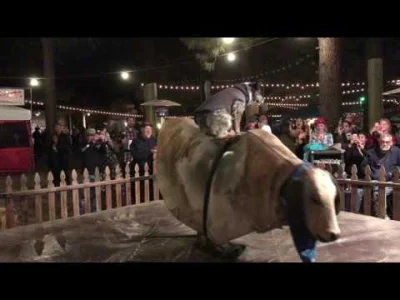 starnak - Dog rodeo, cute dog riding mechanical bull at Oktoberfest in Big Bear, Cali...