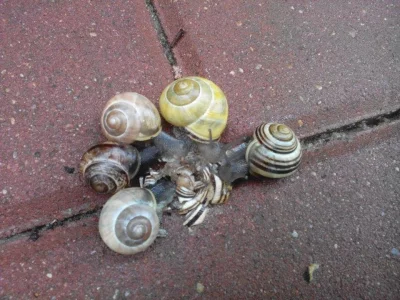 oazaSpokoju - Zdjęcie przedstawiające rodzinę ślimaków w czasie żałoby po stracie kog...