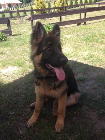 ArTwo - @Damian1998: Takiego słodziaka mam sprzedać?
Edit: właśnie w poniedziałek do...