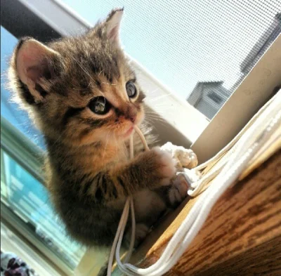 ptto - Na tego kotka nie ma cwaniaka, #takbardzo słodki :3

#koty #koty #kotnadzis #k...