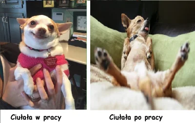 F.....O - #smiesznypiesek #chihuahua #humorobrazkowy