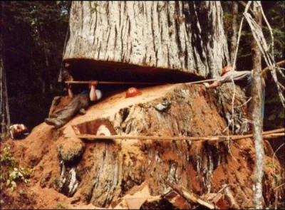 greg1970 - #heheszki
Ścinanie drzewka