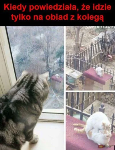 NowakJan - Nigdy nie ufaj rudemu! #koty #zdrada #kocieporno