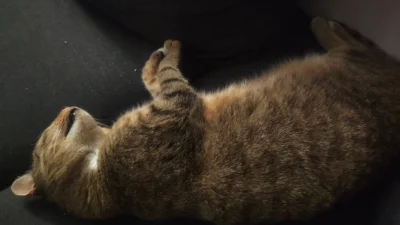 rybeczka - Kot mi usnął :)

#kot #kotatencjusz #pokazkota