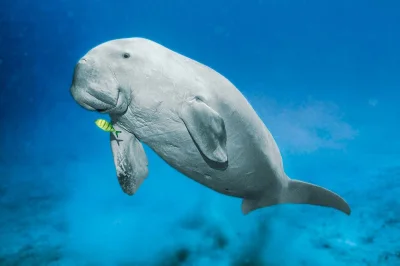 DuchBieluch - Diugoń przybrzeżny (Dugong dugon) – gatunek morskiego ssaka występujący...