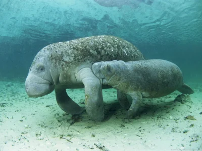 GraveDigger - Uwielbiam manaty, te wielkie słono i słodkowodne ssaki. Pływają spokojn...