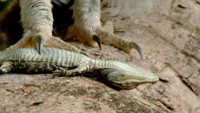 BrzydkiBurak - krokodyle sa przysmakiem nietoperzy

#ladnynietoperz