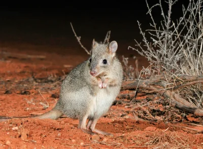 likk - zamiast powitania słów #porannaporcja kanguroszczurów


Kanguroszczur (Bett...