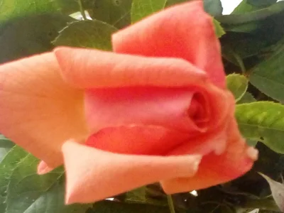 laaalaaa - Róża 64/100 z mojego ogrodu ( ͡° ͜ʖ ͡°)
#mojeroze #chwalesie #ogrodnictwo...