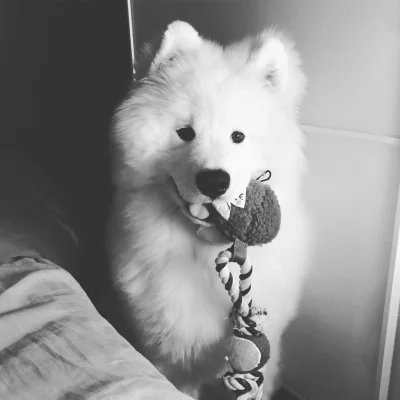 Imperator_Wladek - Chodź, idziemy spaciulkać
#codziennyjonsnowlyonnet
#samoyed #arm...