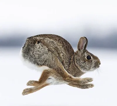 GraveDigger - A królik/zając popierdziela tak ( ͡° ͜ʖ ͡°)
#zwierzaczki
