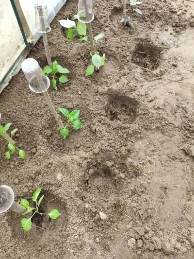 gobi12 - Zbliżenie na przygotowane dołki. Dziura wykopana na 40 cm. Przekładaniec z w...