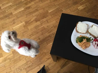P.....k - Nie dla psa, nie dla śmiecia, dla pana to!
#pokazpsa #mirkopiesek #gotujzm...